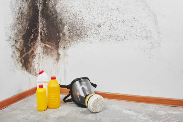 Best Attic Mold Removal  in Guttenberg, IA
