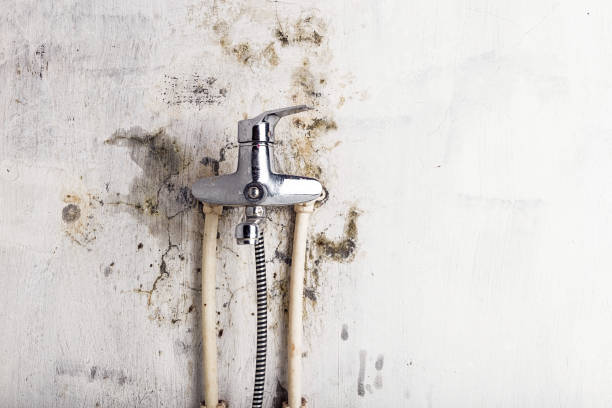 Best Office Mold Removal Services  in Guttenberg, IA