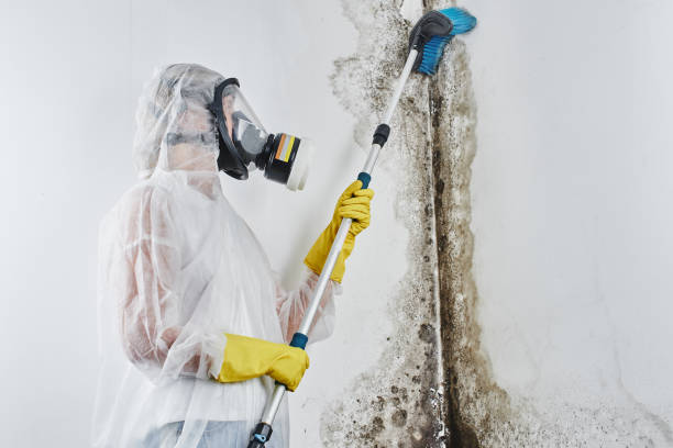 Best Black Mold Removal  in Guttenberg, IA