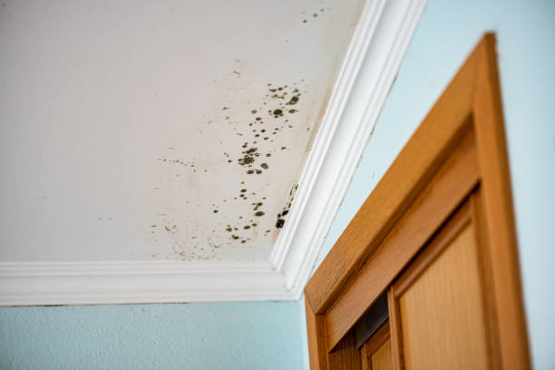 Best Local Mold Removal Service  in Guttenberg, IA