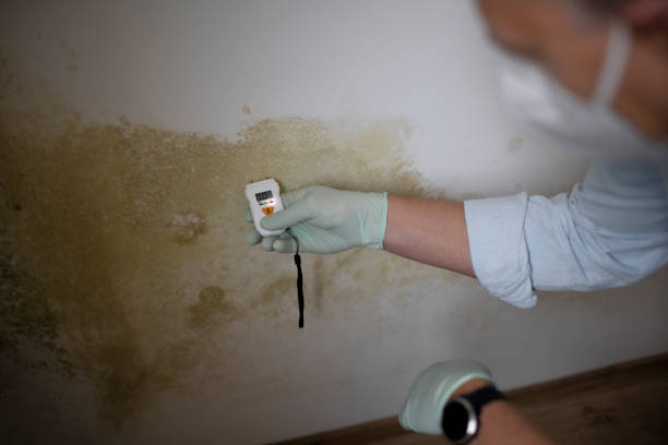 Best Mold Removal Specialists  in Guttenberg, IA
