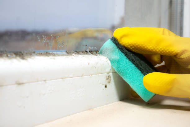 Best Mold Removal Company Near Me  in Guttenberg, IA