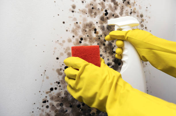 Best Same-Day Mold Removal  in Guttenberg, IA