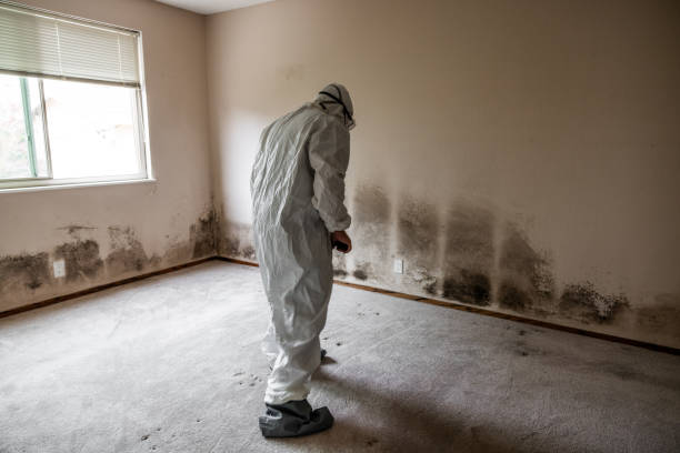 Best Fast Mold Removal  in Guttenberg, IA