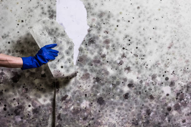 Best Mold Cleaning Services  in Guttenberg, IA