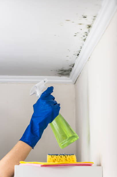 Best Home Mold Removal  in Guttenberg, IA