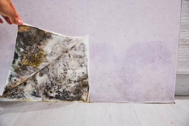 Best Toxic Mold Removal  in Guttenberg, IA